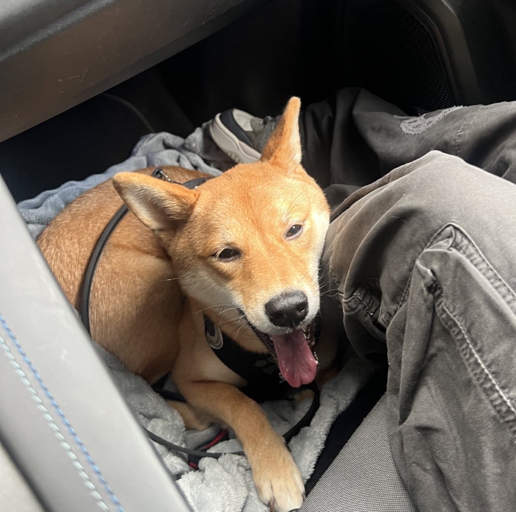 Zelda, a HeyLola pet profile
