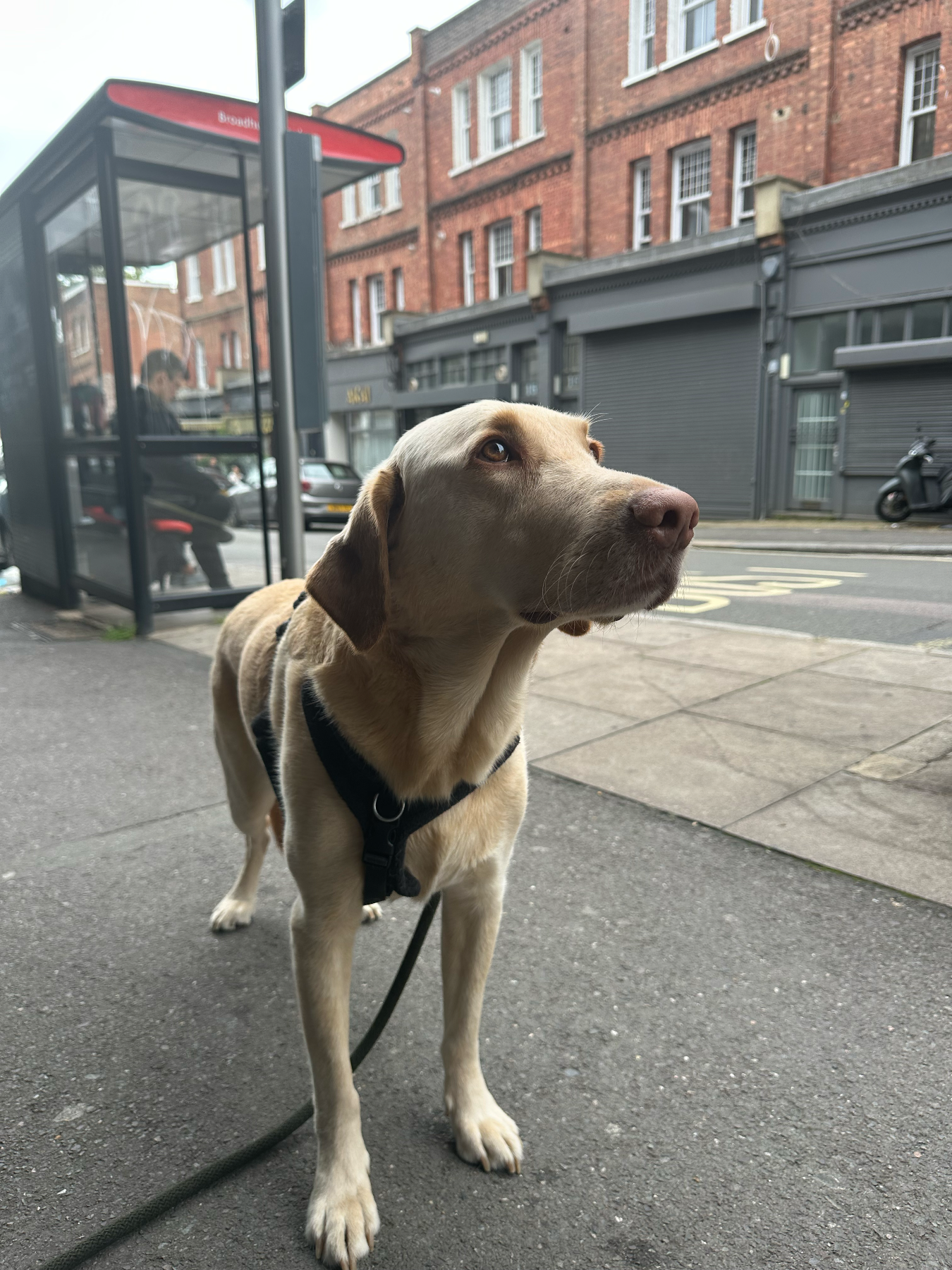 Stark, a HeyLola pet profile