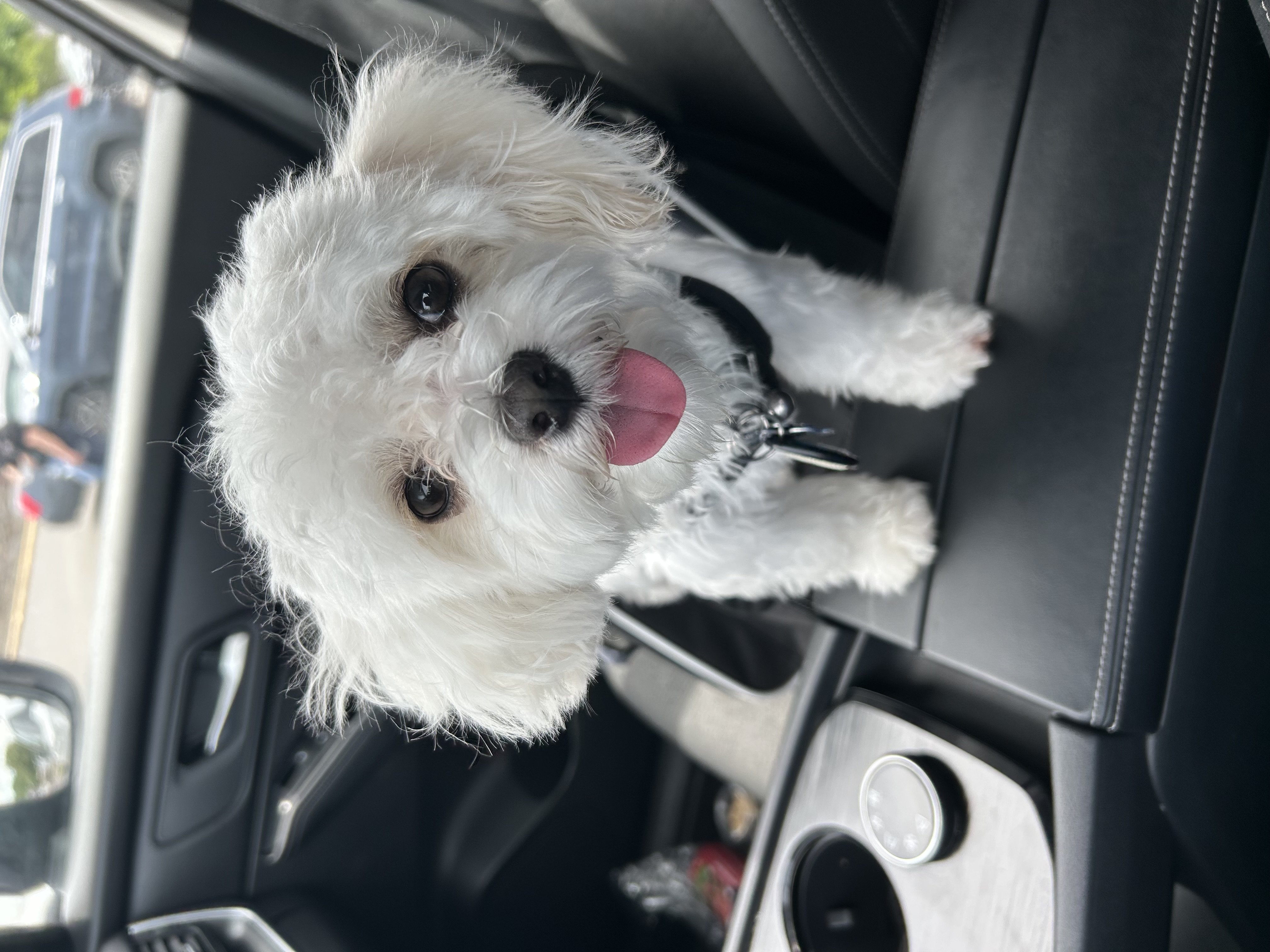 Bb, a HeyLola dog profile