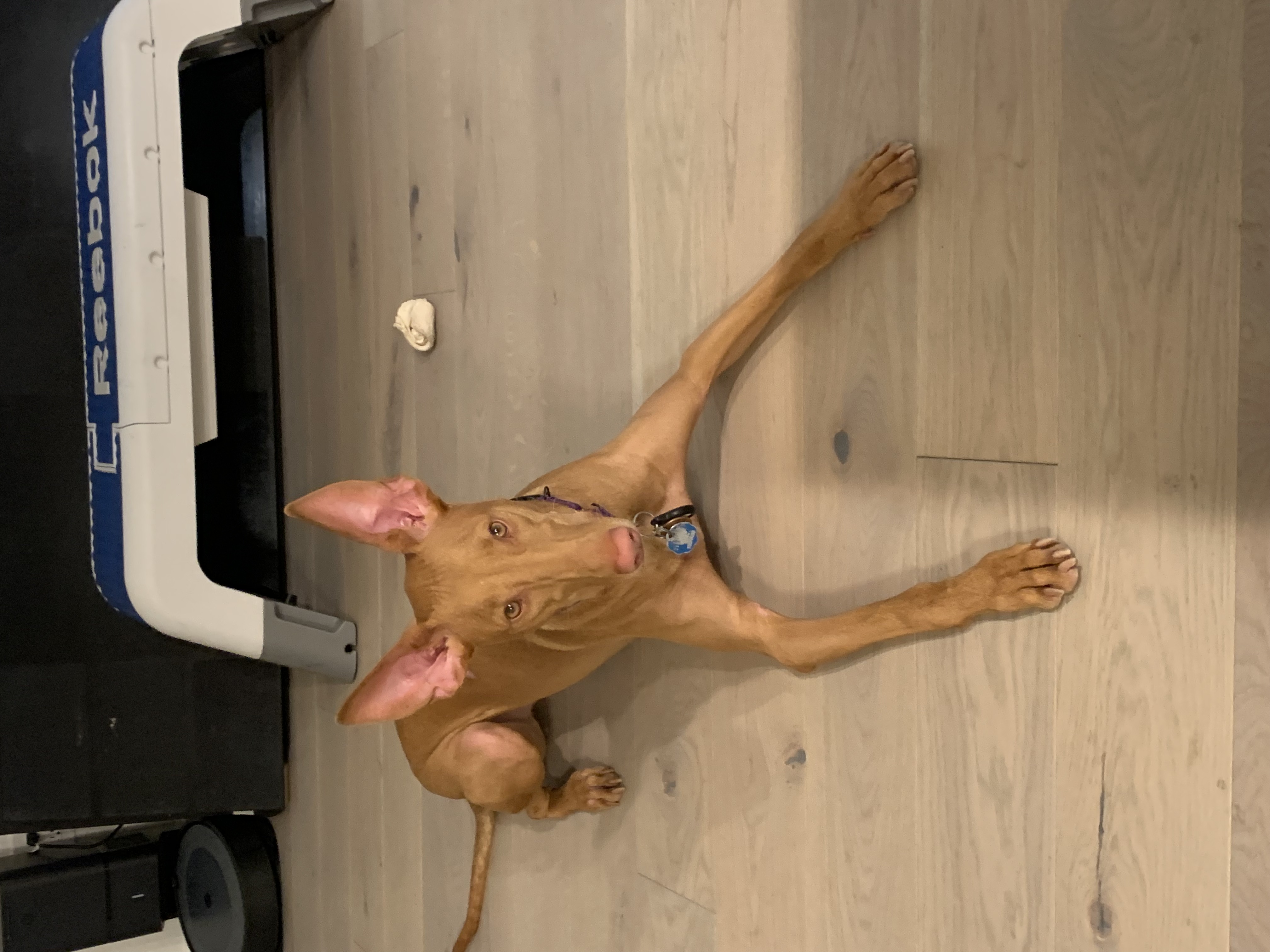 Dasha, a HeyLola pet profile