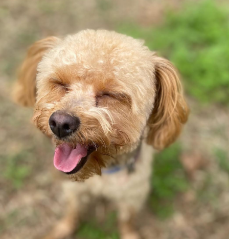 Lola, a HeyLola dog profile