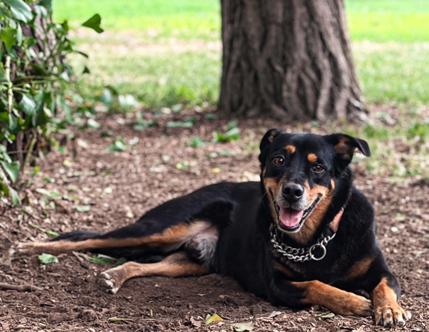 Brownie, a HeyLola dog profile